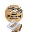 445_dent mosasaurus.jpg